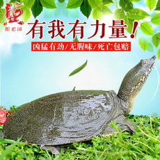 郵樂網水產品海鮮大全 實時報價、高清圖片與水產制品選購指南